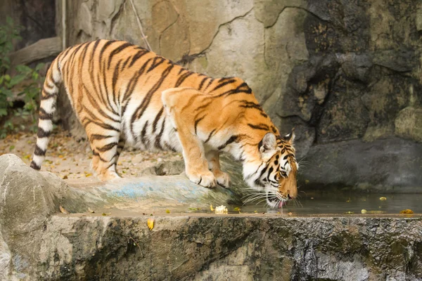 Tigre água potável — Fotografia de Stock