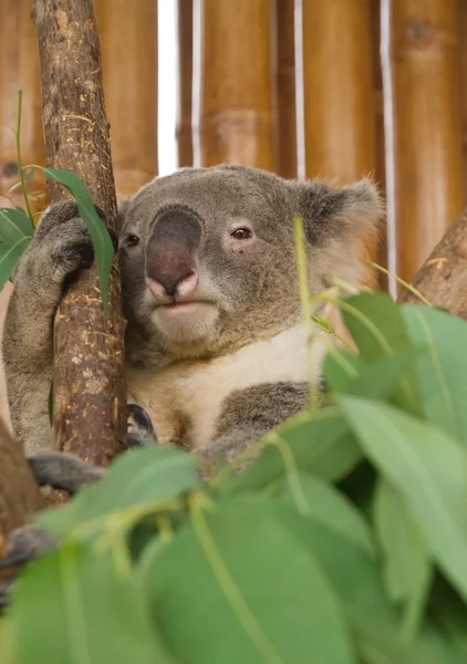 Koala sull'albero — Foto Stock
