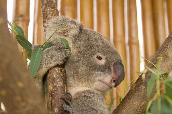 Koala on the tree — Stock Photo, Image