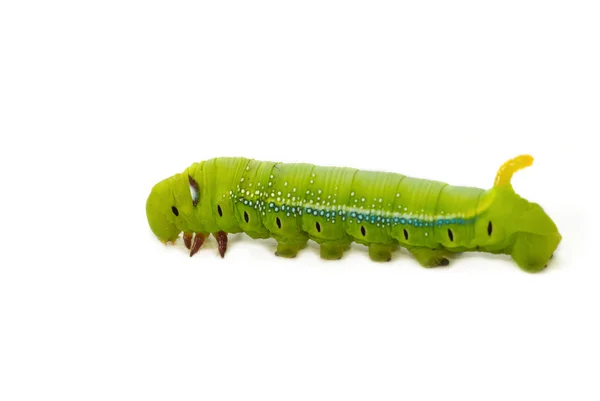 Hornworm, πράσινο κάμπια — Φωτογραφία Αρχείου