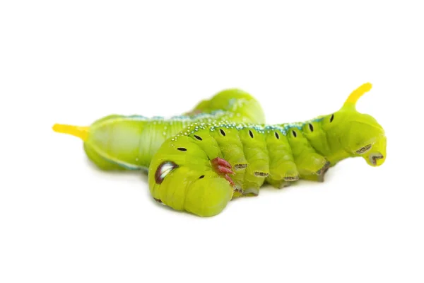 Hornworm, yeşil tırtıl — Stok fotoğraf