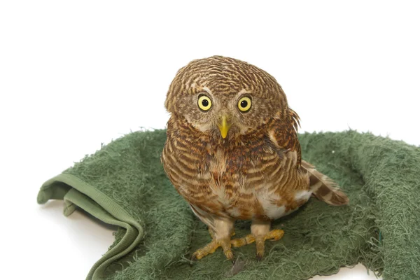 Asian Barred Owlet (Glaucidium cuculoides) — Zdjęcie stockowe