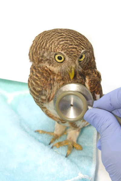 Veterinario azienda e controllo Asiatico Barred Owlet — Foto Stock