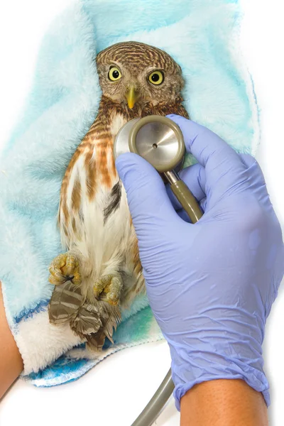 Veteriner Asya çubuklu owlet holding ve sağlık kontrolü — Stok fotoğraf