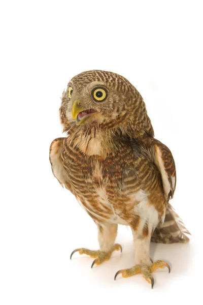 Asiatische Steinkauz (Glaucidium cucuculoides)) — Stockfoto