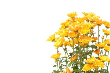 kasımpatı çiçekleri