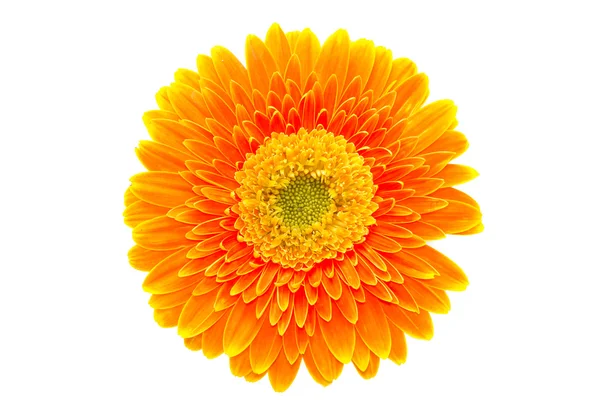 Gerbera kwiat — Zdjęcie stockowe