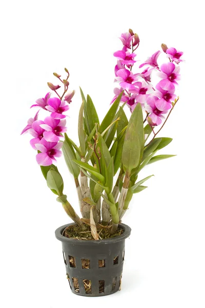 Orquídea violeta, orquídea tailandesa em vaso de flores, isolada — Fotografia de Stock