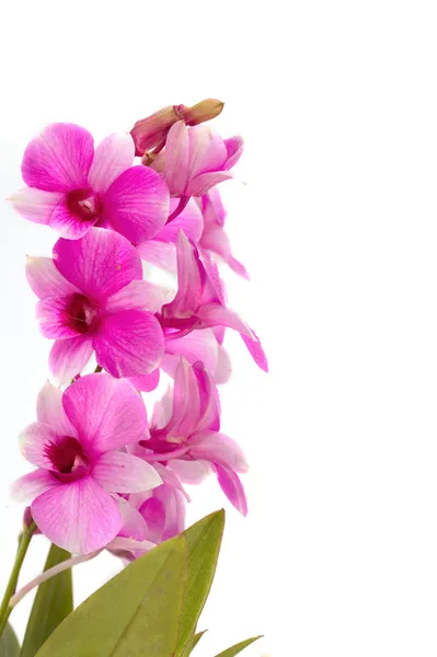 Mor Orkide Tay Orkide çiçek tencerede izole — Stok fotoğraf