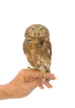 Handler'ın el üzerinde oturan baykuş