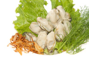 taze istiridye süs anteni