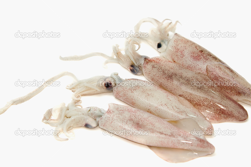 fresh squid seafood , isolated