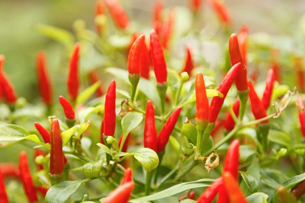 Red chili pepper plant — Stock Photo, Image
