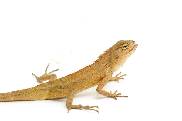 Closeup Lizard small reptile — Stock Photo, Image