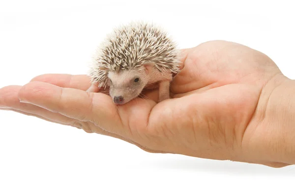 Baby pygmy egel — Stockfoto