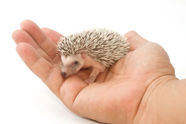 Baby pygmy egel — Stockfoto