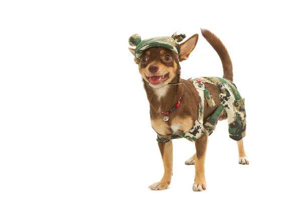 Chihuahua i en soldat enhetlig — Stockfoto