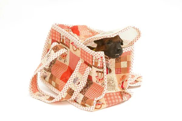 Thai Ridgeback puppy in a pet carrier bag — Stock Photo, Image