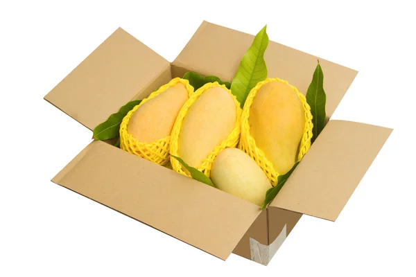 Mangos rasgados en una caja de papel lista para exportar . —  Fotos de Stock