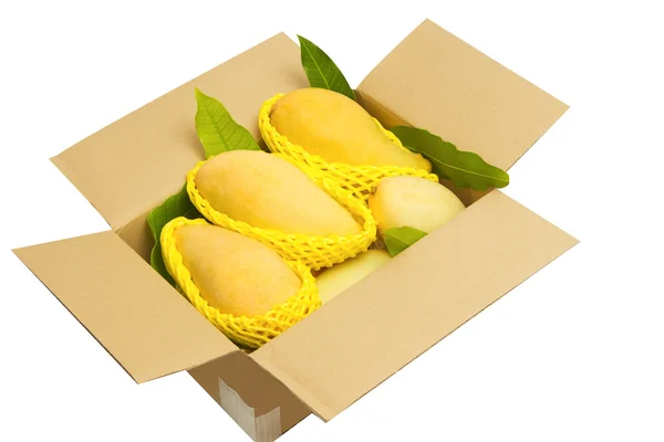 Mangos rasgados en una caja de papel lista para exportar . —  Fotos de Stock