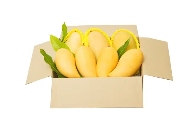 Ripped mangoes in a paper box ready to export. — Stock Photo, Image