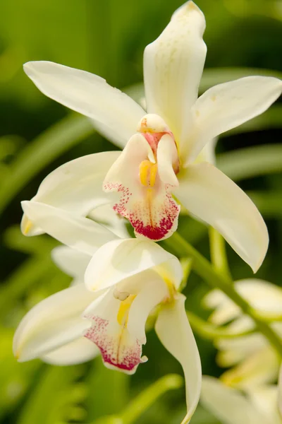 Орхидея цимбидия — стоковое фото