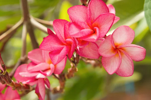 Oddział tropikalny różowe kwiaty plumerii (plumeria) — Zdjęcie stockowe