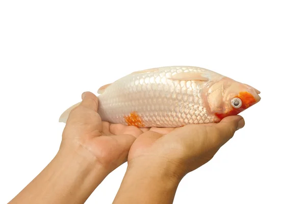 Peces carpa muertos, peces koi en la mano —  Fotos de Stock