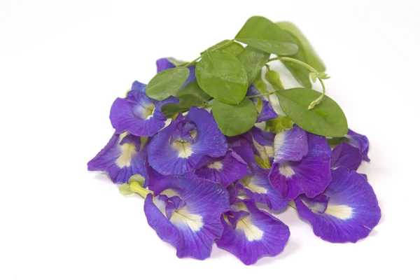 Güzel, mavi bir çiçek. hai için kullanılan çiçek gönderen pigmentler — Stok fotoğraf