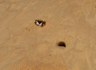Beyaz pençeli bir yengeç asker kumdaki deliğinin yanında nöbet tutuyor. Kum altın ve pürüzsüz, gelgitten kaynaklanan küçük delikleri var..