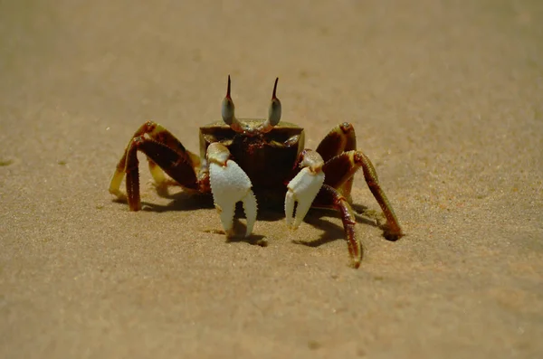 Caranguejo Soldado Está Uma Praia Frente Para Câmera Suas Garras — Fotografia de Stock