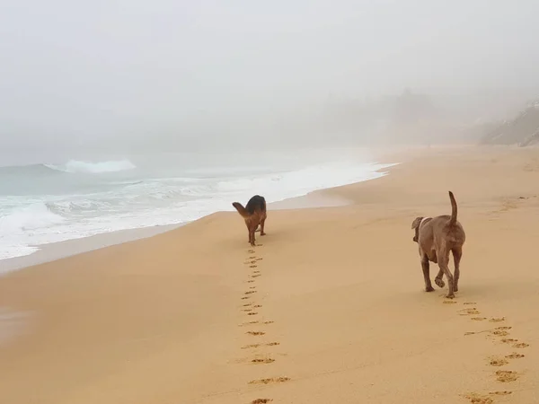 Dos Perros Caminando Bajo Lluvia Una Playa Tormentosa —  Fotos de Stock