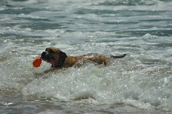 Perro Marrón Grande Con Collar Negro Está Las Olas Playa — Foto de Stock