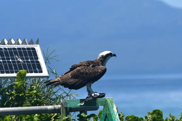 A sea eagle is perched near some solar panels for a marine light, with a freshly caught fish beneath his talons. Behind the eagle stetches a bay of water to some hills. The focus is on the foreground.