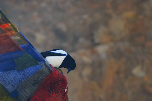 A bird with a black head and body and white chest is perched on some colourful prayer flags in India. He is looking down as if at the flags. The focus is on the foreground, with autumn foliage in the background.