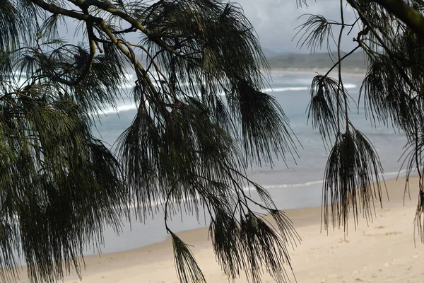 Folhas Forma Agulha Uma Moldura Carvalho Vista Uma Praia Ondas — Fotografia de Stock