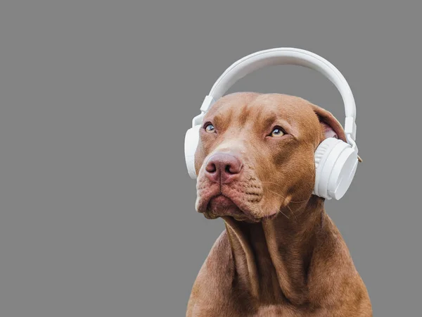 Lovable, pretty puppy of brown color and white, stylish headphones. Close-up, outdoor. Day light. Concept of care, education, obedience training and raising pets