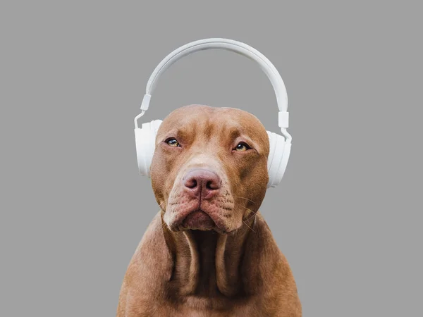 可愛い 茶色と白のかわいい子犬 スタイリッシュなヘッドフォン 閉じると 日の光 服従訓練 ペット飼育の概念 — ストック写真