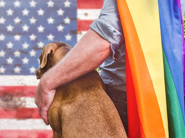 Lovable Adorable Puppy Brown Color Rainbow Flag Closeup Outdoors Sun — Stock Photo, Image