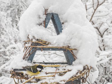 Hasırla beslenen sevimli, güzel kuşlar. Yakın plan, açık hava. Gün ışığı. Hayvan bakımı konsepti