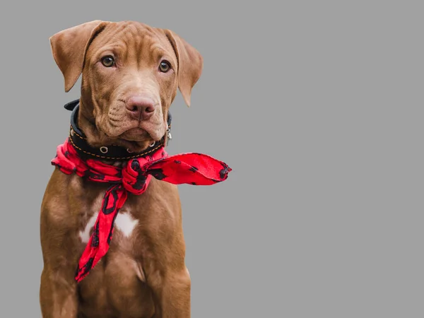 可愛く かなり茶色の子犬 日の光 服従訓練 ペットの飼育の概念 — ストック写真