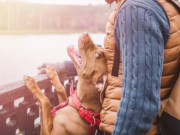 Adorável, filhote de cachorro bonito de cor de chocolate e proprietário carinhoso Imagens De Bancos De Imagens