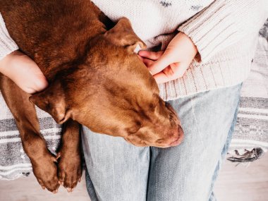 Sevimli, güzel bir köpek yavrusu çikolata rengi ve ilgili sahibi.