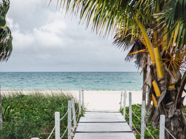 Terk edilmiş plajların ve palmiye ağaçlarının güzel fotoğrafları.