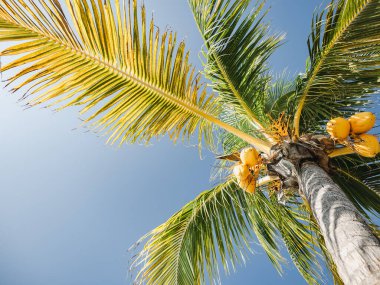 Terk edilmiş plajların ve palmiye ağaçlarının güzel fotoğrafları.