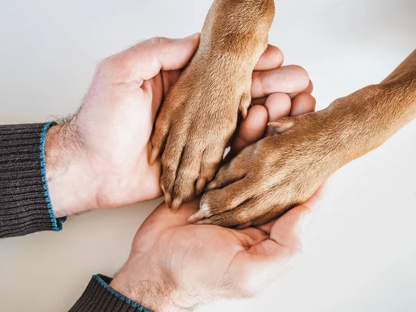 Mãos masculinas segurando patas de cão. Close-up, interior Imagens De Bancos De Imagens