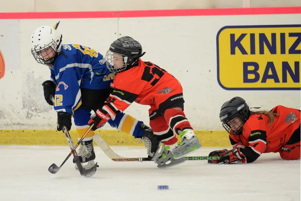 Kaposvar - Szombathely U8 Ice hockey match — Stock Photo, Image