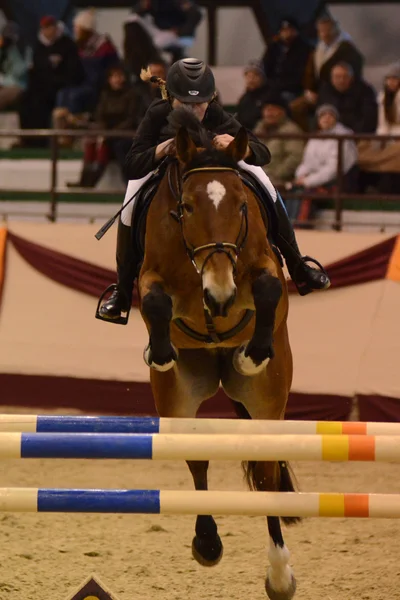 Tournoi des Maîtres Concours International de Saut — Photo