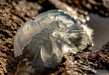 Deniz taşlarındaki bir dalga tarafından atılan bir denizanasının portresi.