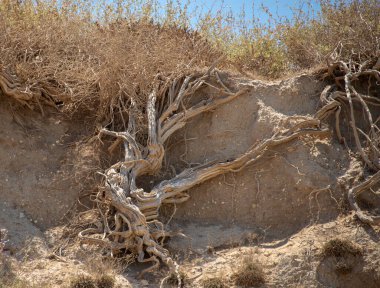 Ağacın kurumuş kökü, deniz kıyısındaki uçurumun tepesinde yer almaktadır.